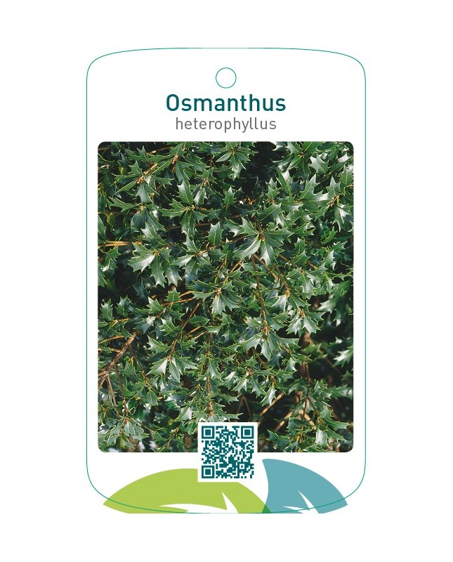 Osmanthus heterophyllus