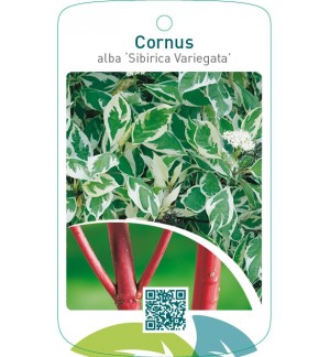 Cornus alba ‘Sibirica Variegata’