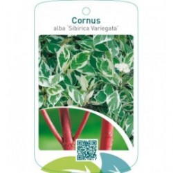Cornus alba ‘Sibirica Variegata’