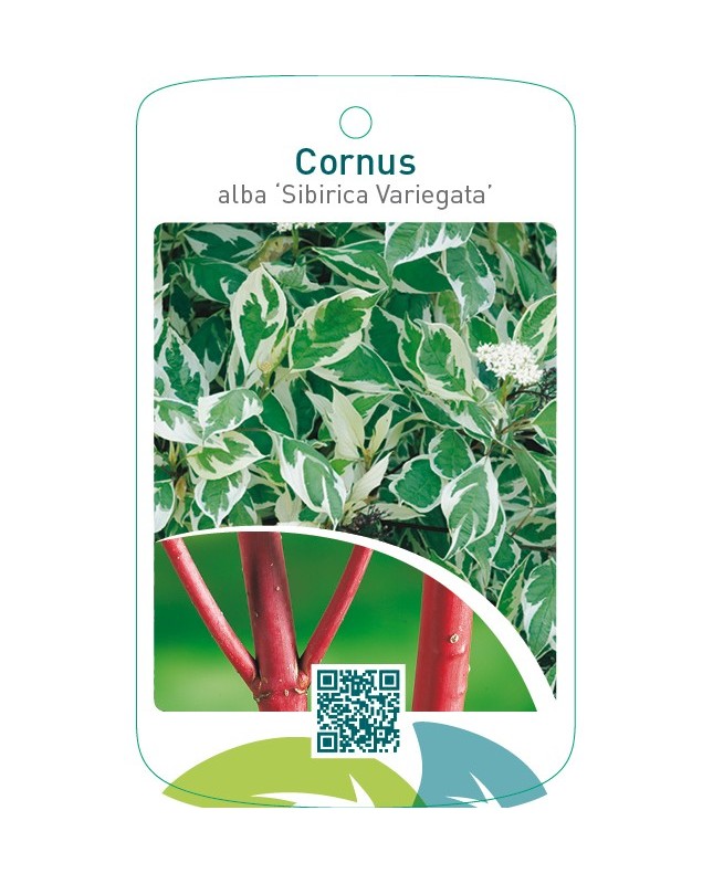 Cornus alba ‘Sibirica Variegata’