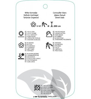 Etichette di Cornus alba ‘Sibirica Variegata’ *