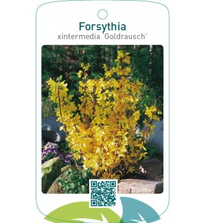 Forsythia xintermedia ‘Goldrausch’