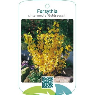 Forsythia xintermedia ‘Goldrausch’