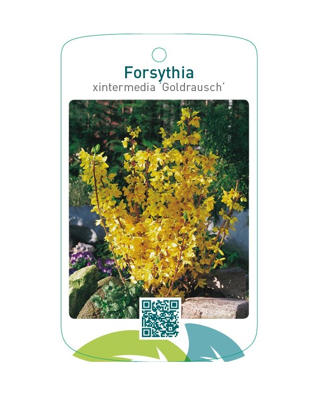 Forsythia xintermedia ‘Goldrausch’