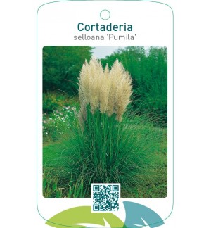 Cortaderia selloana ‘Pumila’