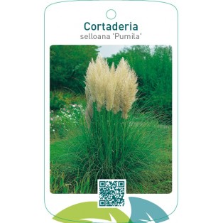 Cortaderia selloana ‘Pumila’