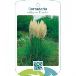 Cortaderia selloana ‘Pumila’