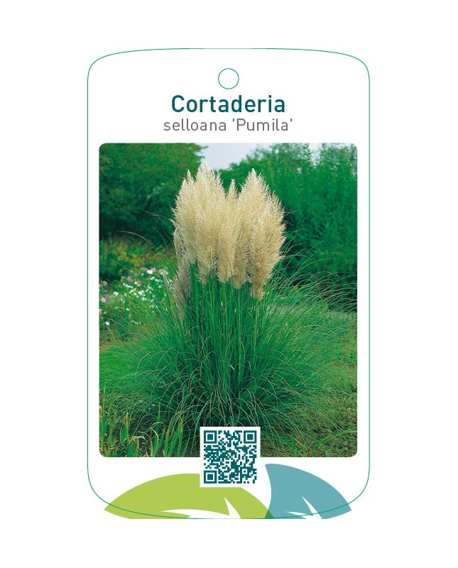 Cortaderia selloana ‘Pumila’