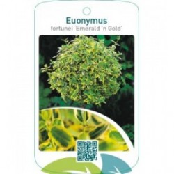 Euonymus fortunei ‘Emerald ’n Gold’  stam