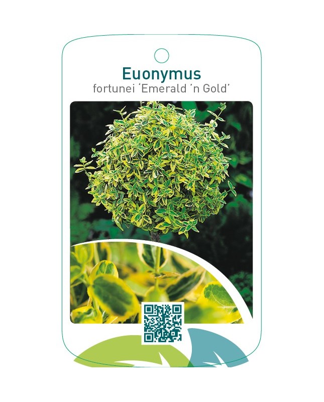 Euonymus fortunei ‘Emerald ’n Gold’  stam