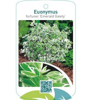 Euonymus fortunei ‘Emerald Gaiety’  stam