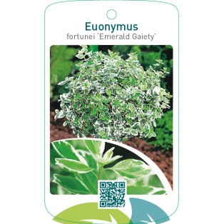 Euonymus fortunei ‘Emerald Gaiety’  stam