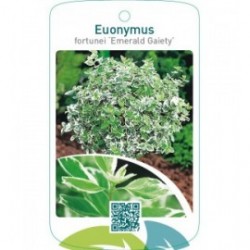 Euonymus fortunei ‘Emerald Gaiety’  stam