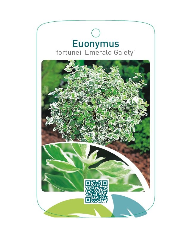 Euonymus fortunei ‘Emerald Gaiety’  stam
