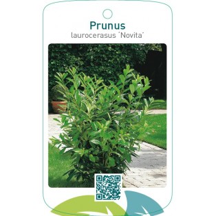 Prunus laurocerasus ‘Novita’