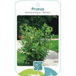 Prunus laurocerasus ‘Novita’