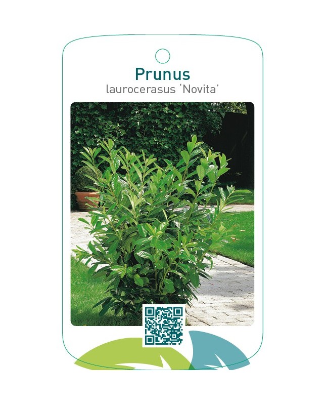 Prunus laurocerasus ‘Novita’