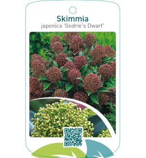 Skimmia japonica ‘Godrie’s Dwarf’