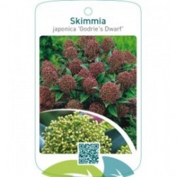Skimmia japonica ‘Godrie’s Dwarf’