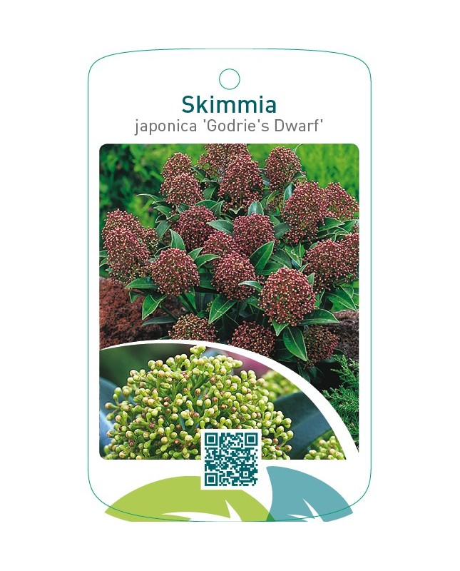 Skimmia japonica ‘Godrie’s Dwarf’