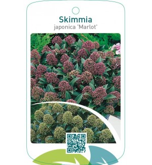 Skimmia japonica ‘Marlot’