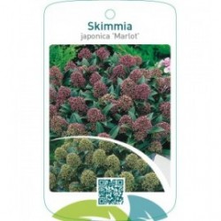 Skimmia japonica ‘Marlot’