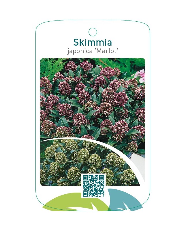 Skimmia japonica ‘Marlot’
