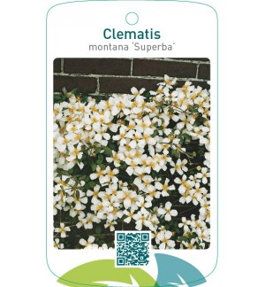 Clematis montana ‘Superba’wit