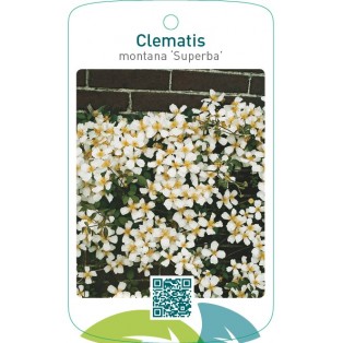 Clematis montana ‘Superba’wit
