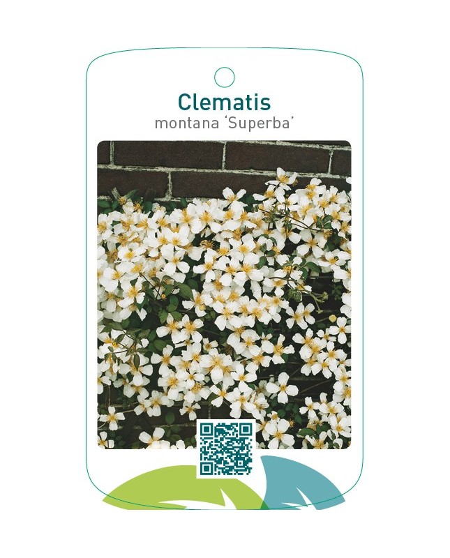 Clematis montana ‘Superba’wit