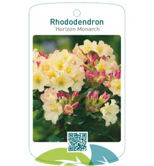 Rhododendron ‘Horizon Monarch’