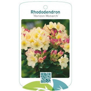 Rhododendron ‘Horizon Monarch’