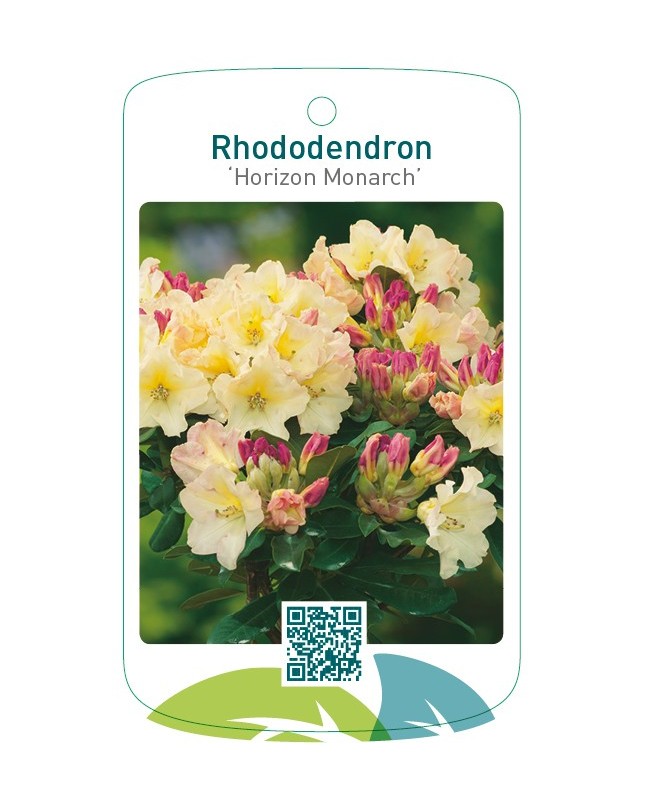Rhododendron ‘Horizon Monarch’