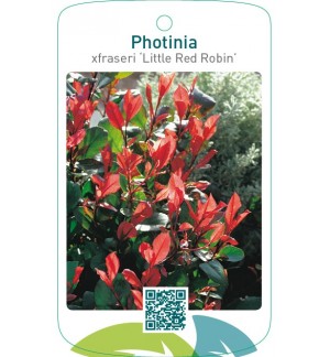 Photinia xfraseri ‘Little Red Robin’