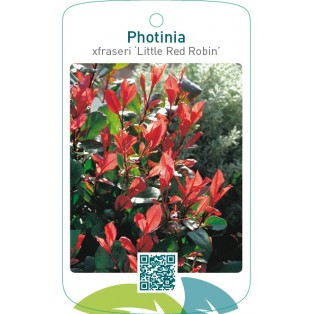Photinia xfraseri ‘Little Red Robin’
