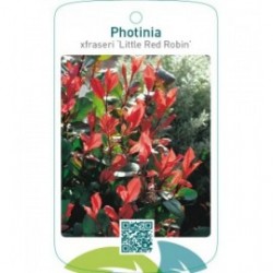 Photinia xfraseri ‘Little Red Robin’