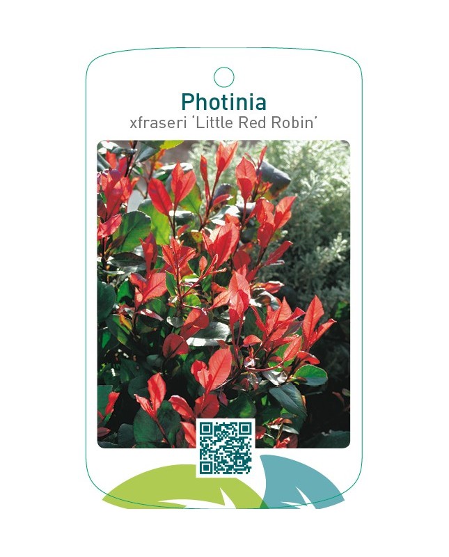 Photinia xfraseri ‘Little Red Robin’