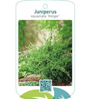 Juniperus squamata ‘Holger’