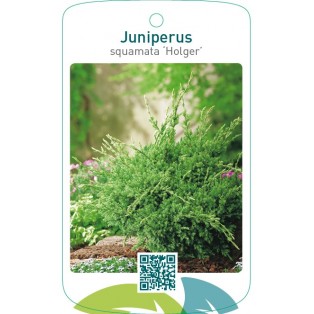 Juniperus squamata ‘Holger’
