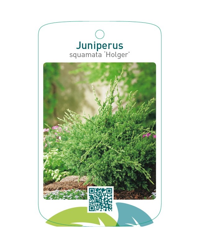 Juniperus squamata ‘Holger’
