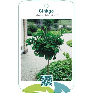 Ginkgo biloba ‘Mariken’