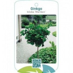 Ginkgo biloba ‘Mariken’