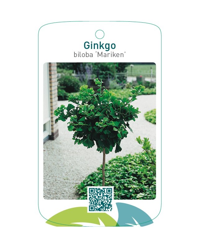 Ginkgo biloba ‘Mariken’