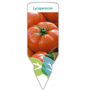 Tomate (Lycopersicon)