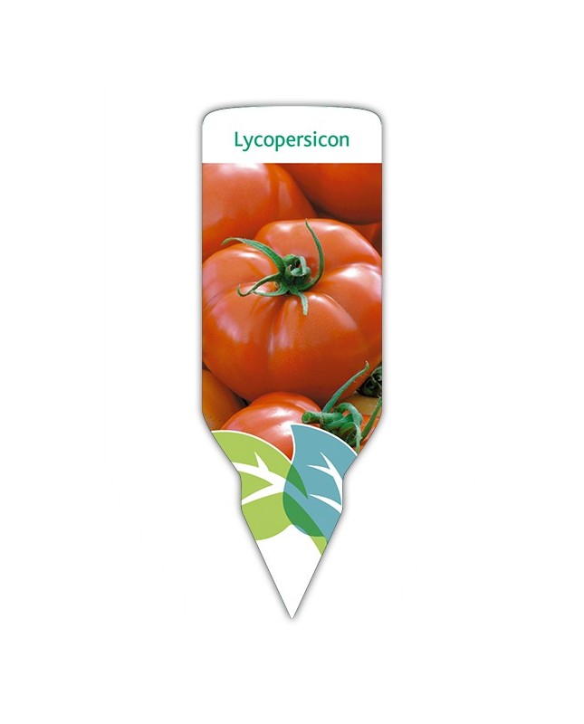 Tomate (Lycopersicon)
