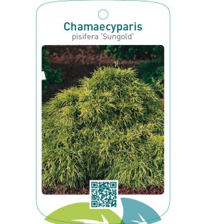 Chamaecyparis pisifera ‘Sungold’