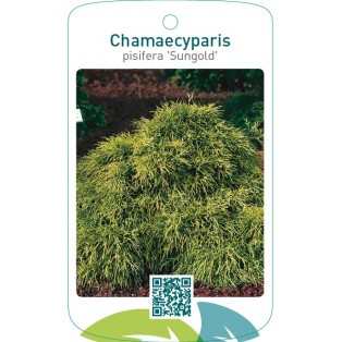 Chamaecyparis pisifera ‘Sungold’