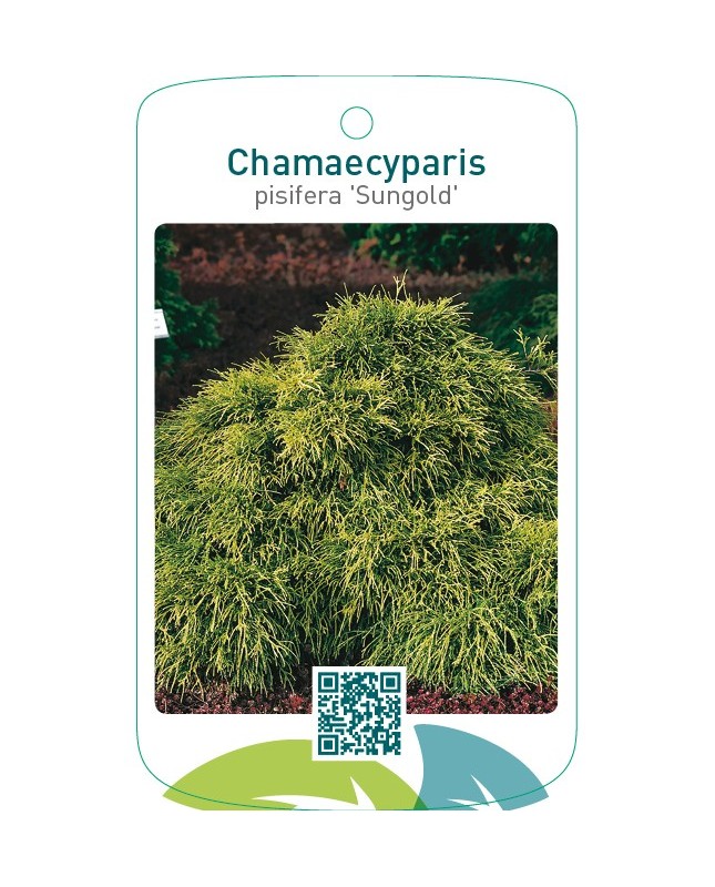 Chamaecyparis pisifera ‘Sungold’