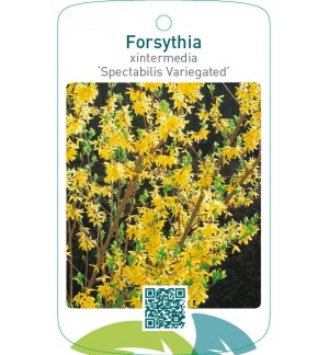 Forsythia xintermedia ‘Spectabilis Variegated’