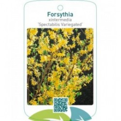 Forsythia xintermedia ‘Spectabilis Variegated’